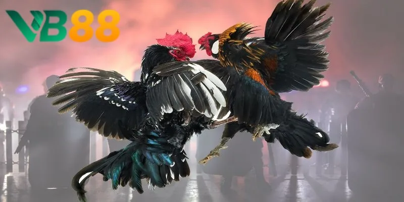 Đá gà - Tựa game hot tại VB88 Đá gà - Tựa game hot tại VB88